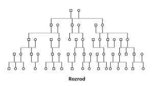 rozrod